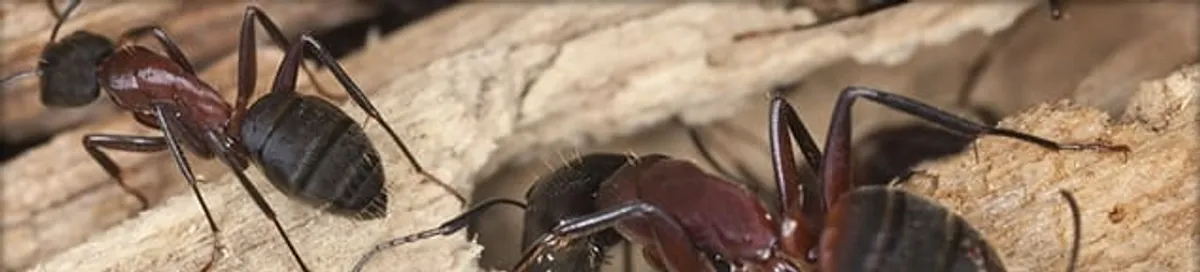Close-up of ants on wood showing an active ant infestation in Columbia, SC