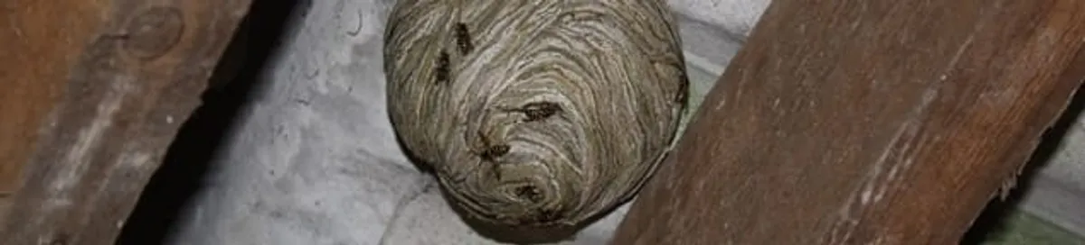 Wasp nest in an attic space, a common home infestation risk in Columbia, SC