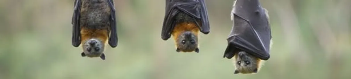 Bats roosting together, a common sign of a bat infestation in Columbia, SC
