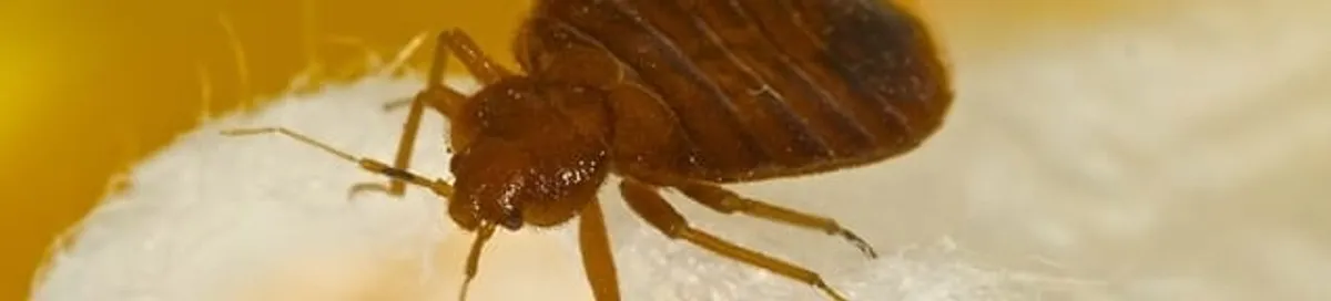 Close-up of a bed bug, a sign of an active infestation in Columbia, SC