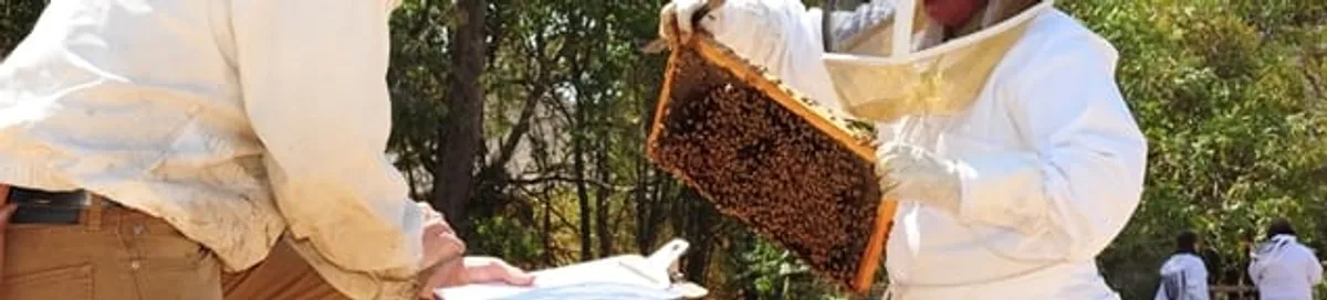 Bee removal specialists relocating a hive and honeycomb safely in Columbia, SC