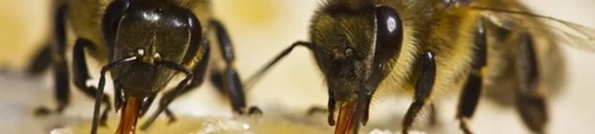 Close-up of honey bees, a sign of a nearby hive in Columbia, SC