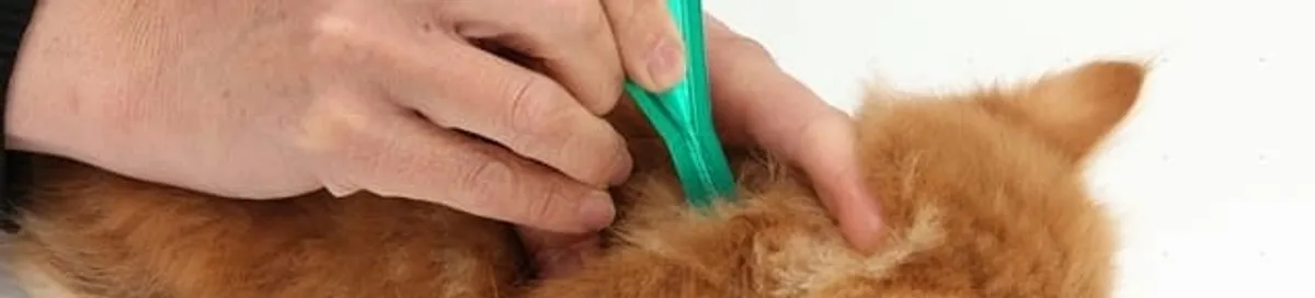 Flea treatment for pets using a flea comb, a sign of flea problems in Columbia, SC