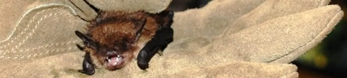 Bat removal specialist holding a bat safely during humane exclusion in Columbia, SC