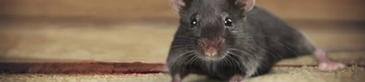 Mouse indoors, a common sign of a rodent infestation in Columbia, SC