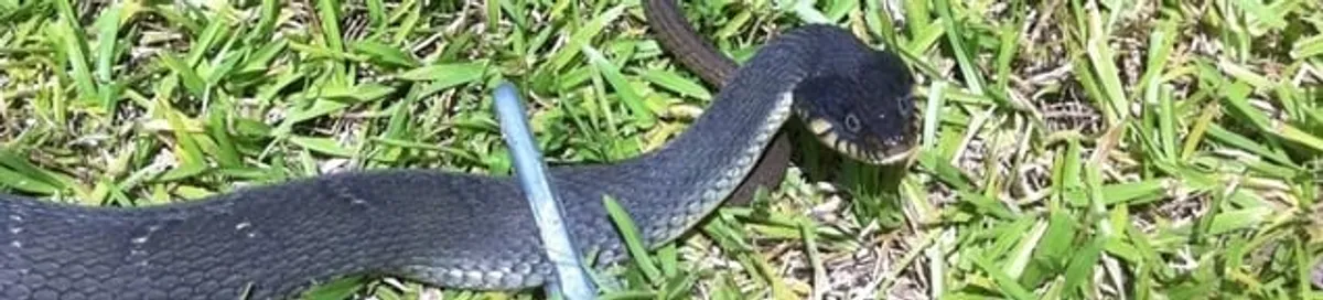 Snake in a yard, a common sign of a snake problem near a home in Columbia, SC