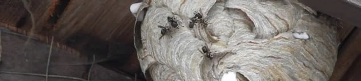 Close-up of a wasp nest with active wasps, a sign of an infestation in Columbia, SC